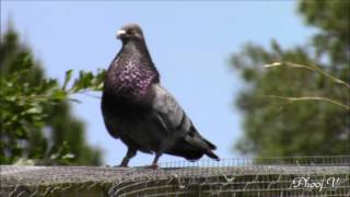 Out to Fly Cuban Pouter - 4/26/2016