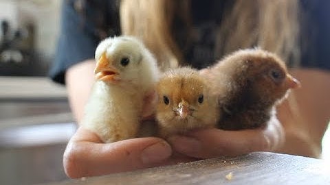 Stuck Chick! Helping Chicks Hatch!