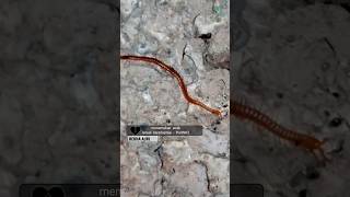 Download Lagu menemukan anak lenyai #centipede #kakiseribuhalus #lena - video PartNK2 MP3