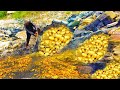 Gold miner hunter  golden was hidden under stone digging for gold blue gem it was found by a man