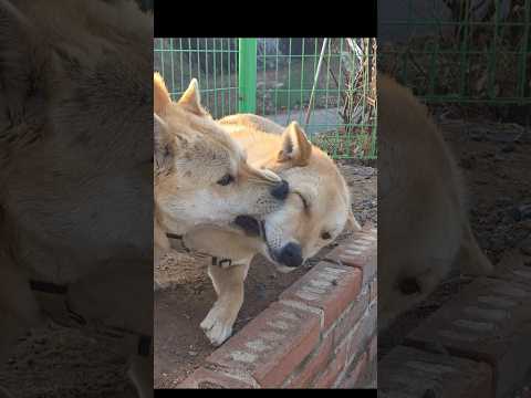 삼용이가 짜증 났어요