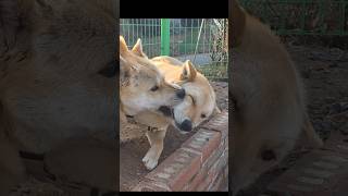 삼용이가 짜증 났어요