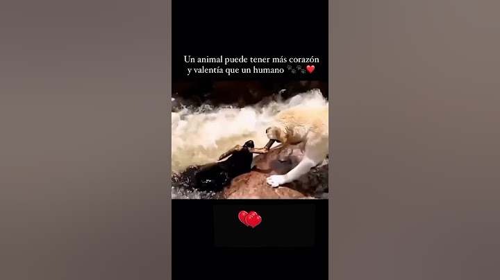 ¡PERRO HÉROE salva a su AMIGO de AHOGARSE! 🐶🌊 #perro #lealtad #valentía