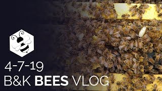 Spring Cleaning And First Hive Inspections - 4-7-19