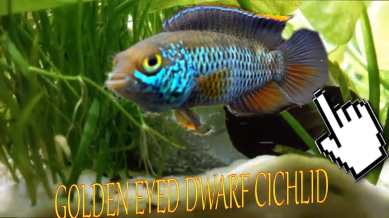dwarf cichlids care