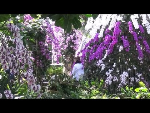 Video: Ethnographic Village and Orchid Garden (Phuket Orchid Garden & Thai Village) description and photos - Thailand: Phuket Island