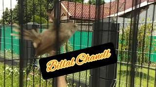 BREN Cigun..(Penerus Anak Lapas Alias AL Kampret )milik mas Agung Anjara