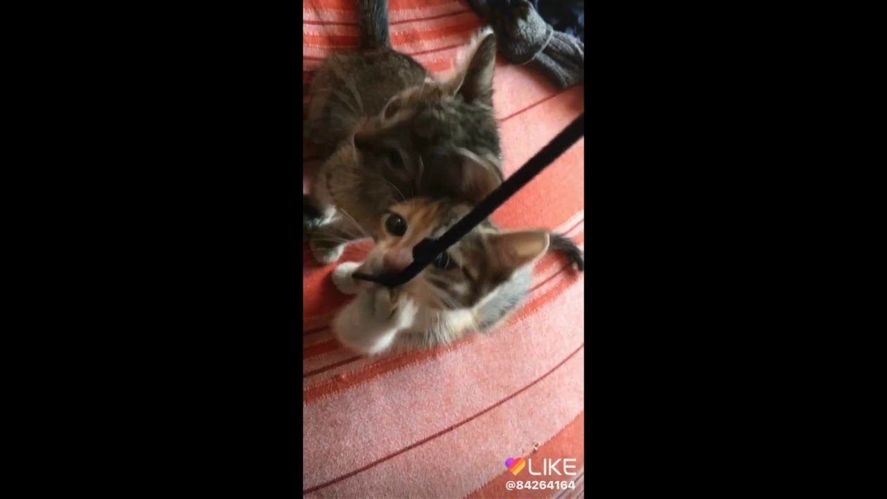 Laser Kittens YouTube