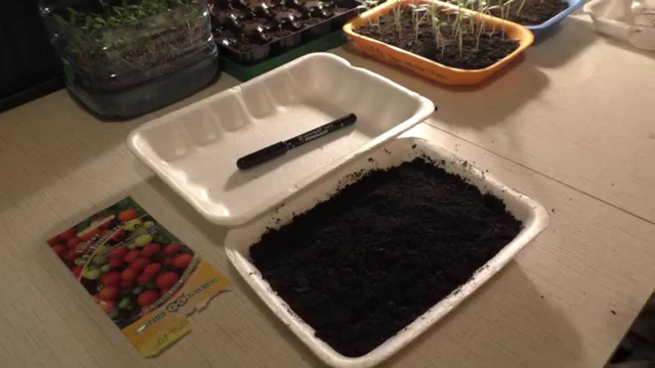 Томаты выращивание рассады из семян в домашних