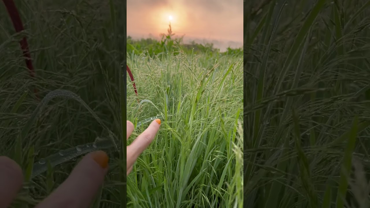 Sensual Exploration with Ava, Day 6: Touch {morning dew} 