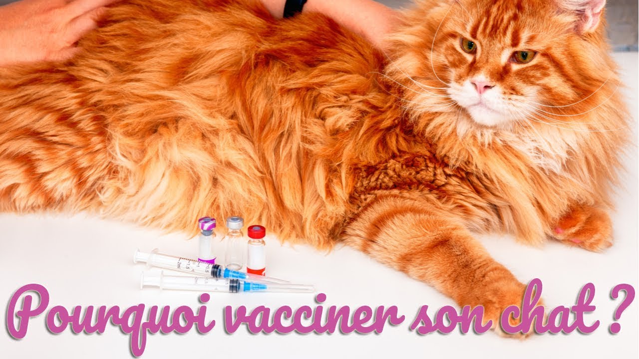 Pourquoi vacciner son chat ?