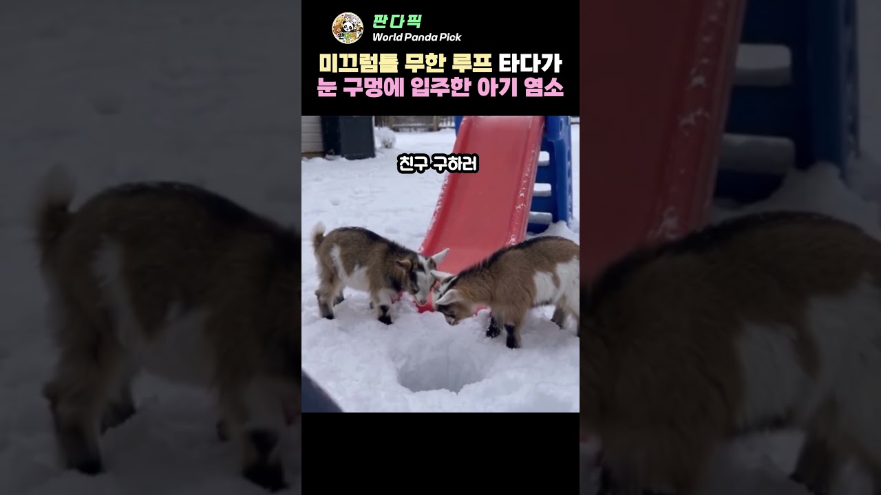 눈밭 미끄럼틀 타다 눈 구멍에 쏙 빠져버린 아기 염소