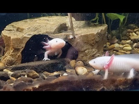 우파좌파루파 수조 리모델링세팅
