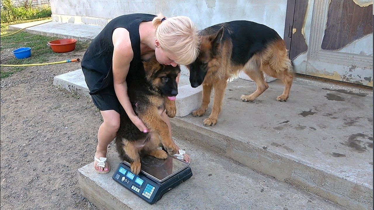 Too cute and sweet! German Shepherd puppies want to be weighed on a scale.