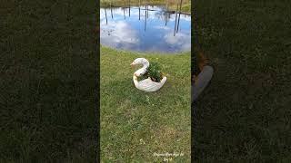 🌿 #shalom #palabradefe #cuidate jardín ##yeshuahamashiach #espiritusanto #diosesamor #shammah #short