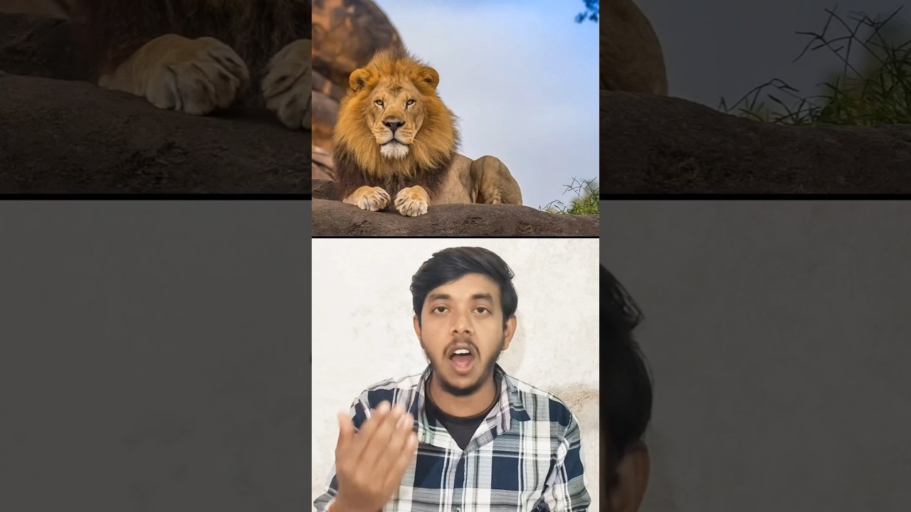 Meet the World’s Largest Land Predator – Polar Bear! 