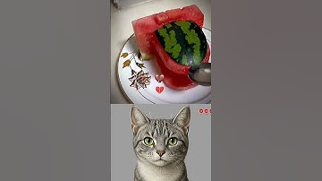 Give this video a title (wrong answers only) #cat #memes #funny #trending #skibiditoilet