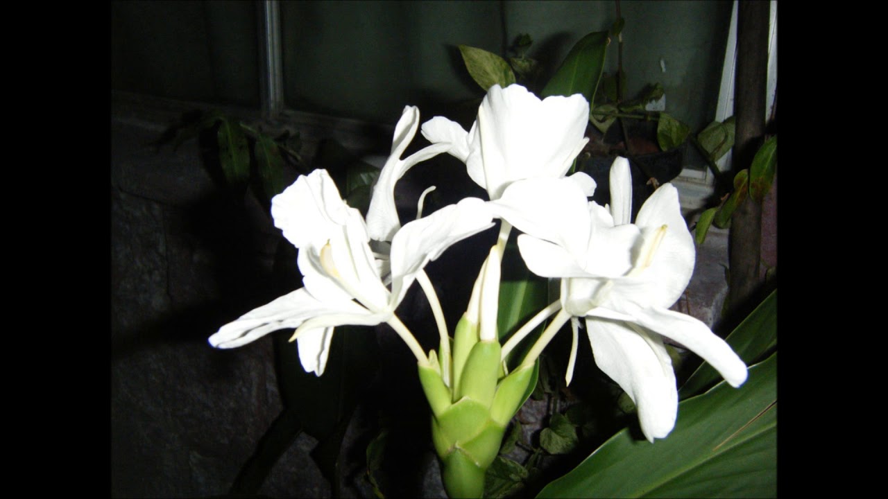 Flor Mariposa Hedychium coronarium