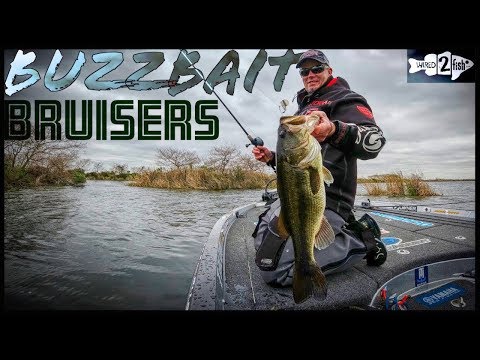 Catching HUGE Bass on Buzzbaits 