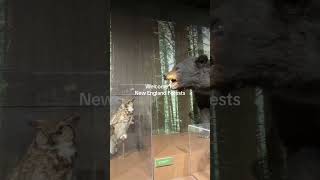 New England Forests at the Harvard Museum of Natural History #museum @HarvardMuseumofNaturalHistory