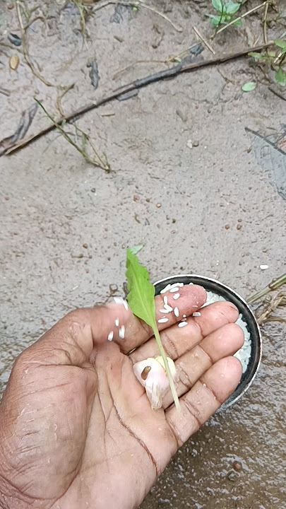 Do dike ba sam mikmal