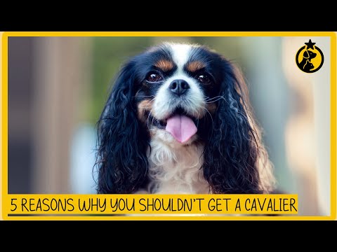 Video: 5 Tanda Raja Charles Spaniel Anda Stres