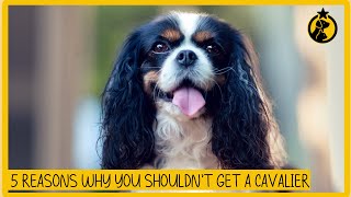 5 Reasons Why You Shouldn’t Get a Cavalier King Charles Spaniel