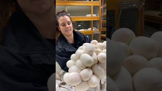 That’s A Lot Of Snake Eggs!!🥚🍳
