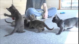 Blackglama Xenas Kittens by Michele Ristuccia 867 views 9 years ago 2 minutes, 14 seconds