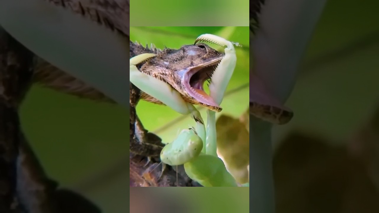 fight between grasshopper and chameleon 