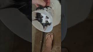 Cat Struggles to Eat Kibble in Cone, Owner Assists