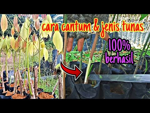 Video: Pruner untuk cantuman pokok bagaimana untuk memilih?