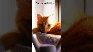 Sleep Instantly 💤 Cat Purring for Deep Sleep #catpurring #asmr #sleep #cat #relaxing #sleepsounds