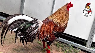 Understanding the Characteristics of the Shamo Gamefowl