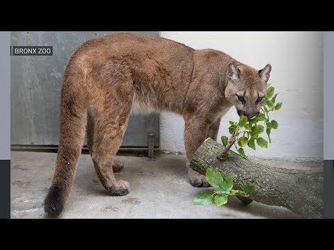 Video: Pet Scoop: Cat přežije cestu na kontejnerové lodi, plavání Cougar zachytil na Video