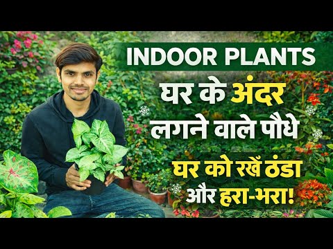 भीषण गर्मी में घर को ठंडा रखने वाले 10 खास इंडोर पौधै 10 Best Indor Plant ☘️☘️