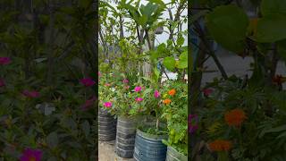 শখের গাছ গুলোকে সুস্থ রাখতে এই ফার্টিলাইজার টি ব্যবহার করুন 👍#gardening  #garden  #fartilizer