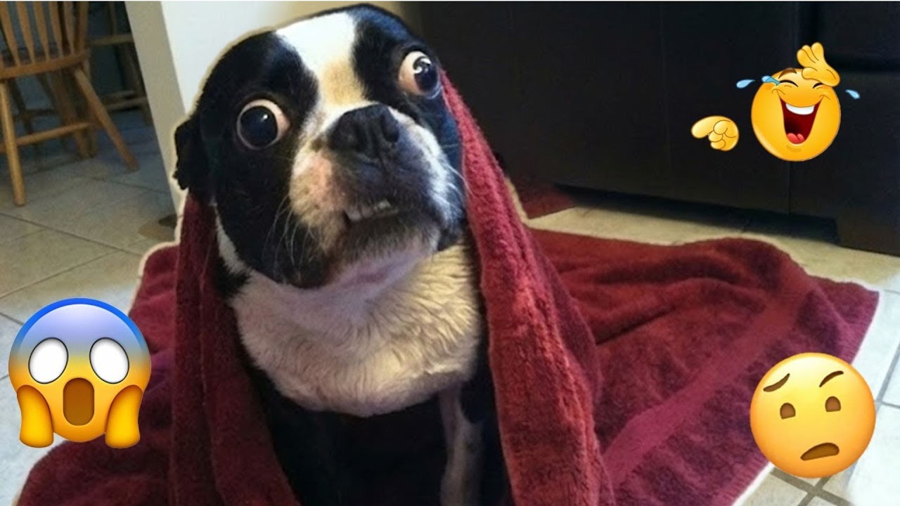 You Can’t Stop Laughing At These Dogs 🤣 FUNNIEST DOGS Video 2026 - YouTube