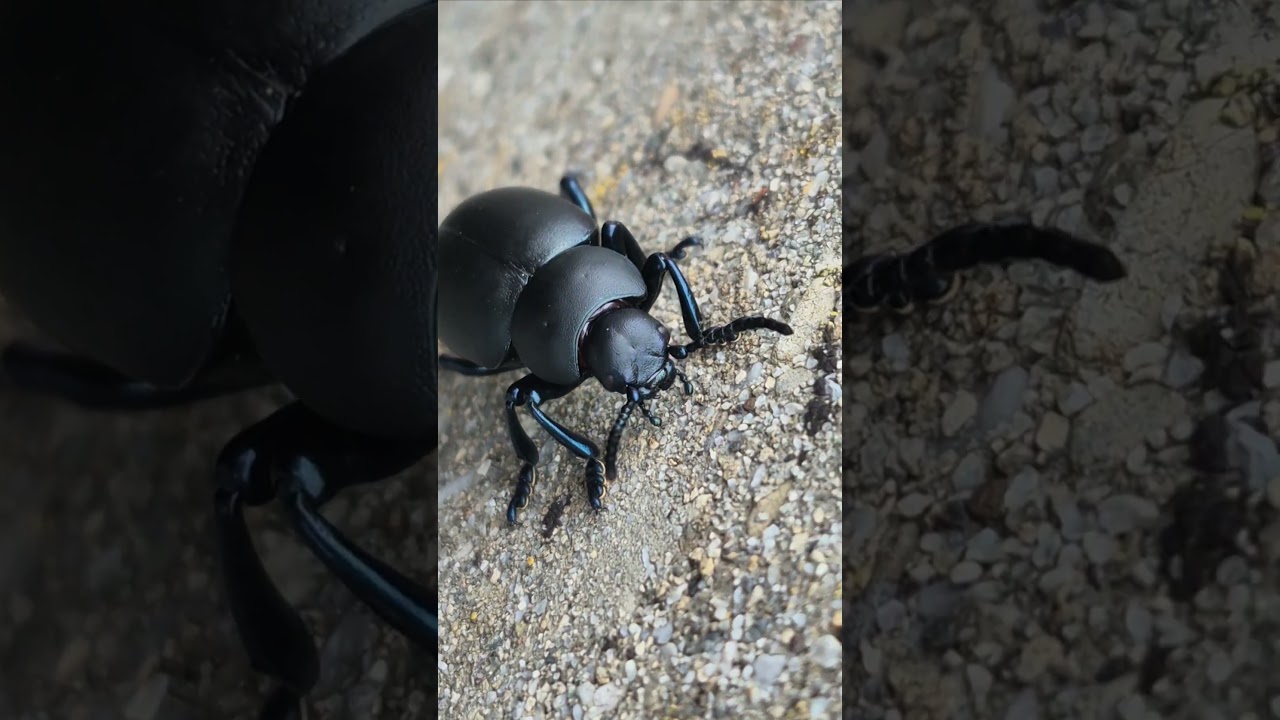 Timarcha tenebricosa 