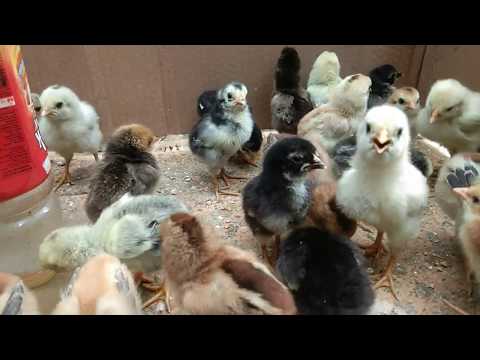 ayam ketawa betina belajar narik suara gaes