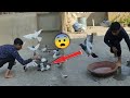 Bohat hi pyara chapdar kabootar pkra  part 2  trying to catch pigeon petsvlog itspigeonlover