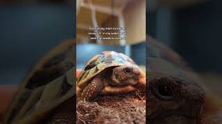 #tortoise #funnypets #pettortoise
