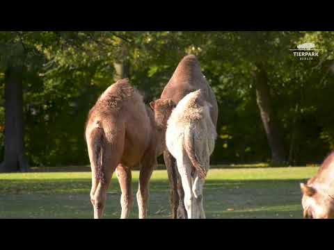 Dromedare im herbstlichen Tierpark Berlin - Dromedaries at Tierpark Berlin
