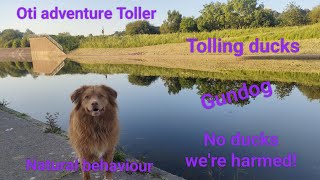 Watch a Nova Scotia duck tolling retriever bitch tolling for duck's  it works!