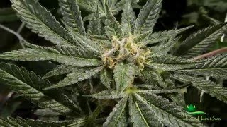 Season 5 - Ep. 8 Day 49 Emerald Harvest Flush Time!