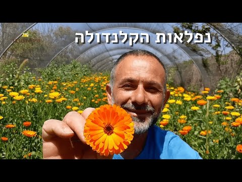 קלנדולה ונפלאותיה