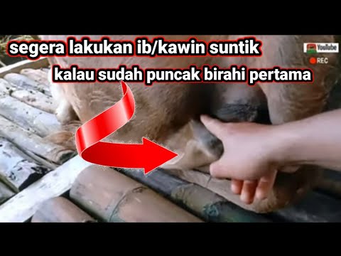 sapi sudah mulai birahi pertama harus segera di IB /kawin suntik