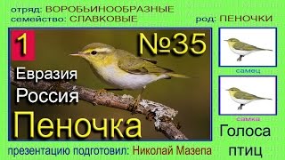 Пеночка. Россия (Евразия). Голоса птиц