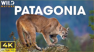 WILD PATAGONIA | The Mysteries of Earth's Last Untamed Ecosystem | Animal Documentary