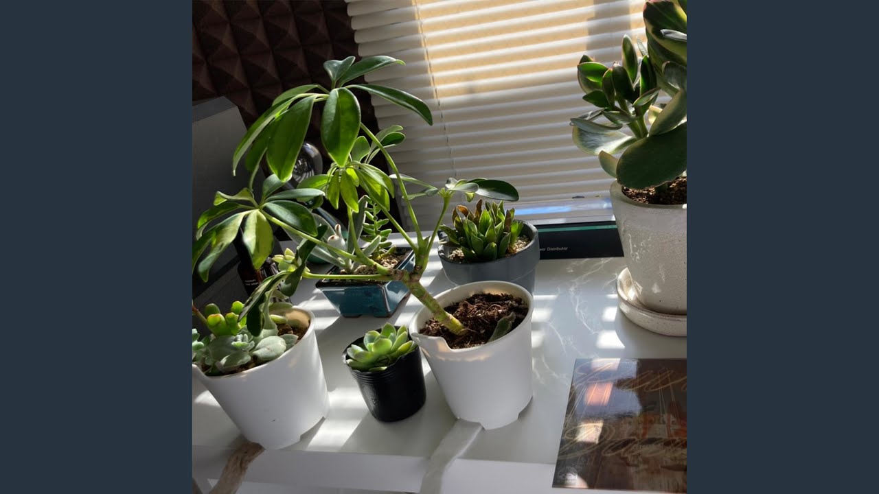 Watch Plants Tell Me My Pace (demo) on YouTube